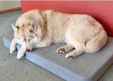 Colchão de espuma para cachorro